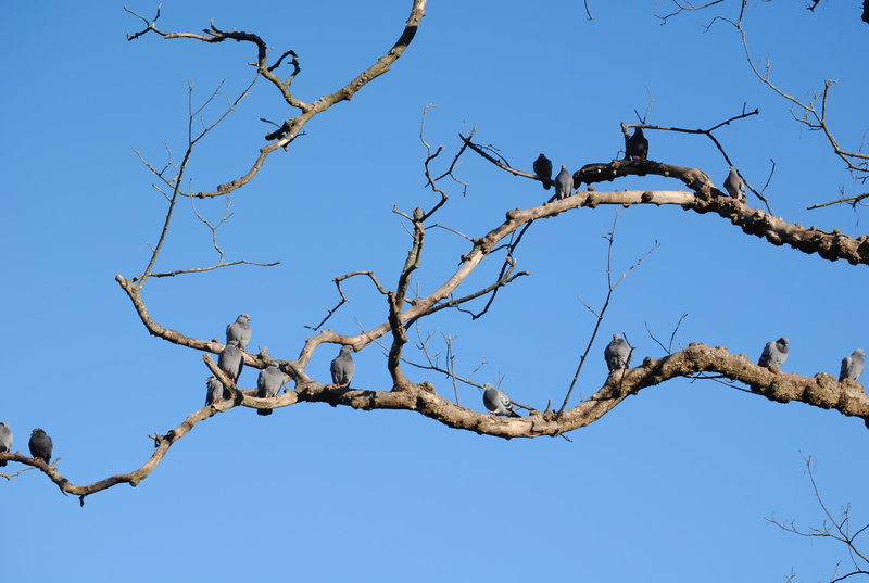 animal themes, day, flock of birds, perching, bare tree, animal, animal wildlife, cristina enea, vertebrate, low angle view, animals in the wild, landscape
