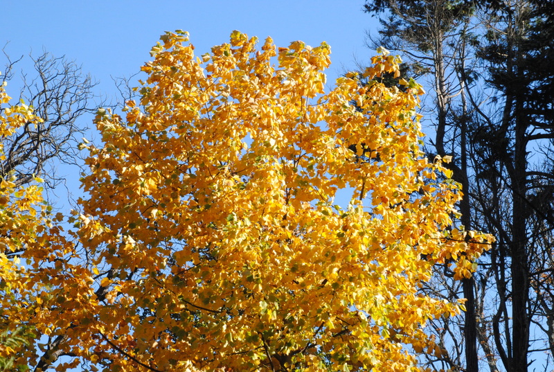 orange color, plants, outdoors, clear sky, day, autumn collection, nature, no people, coniferous tree, yellow, growth, low angle view, landscape, tree trunk