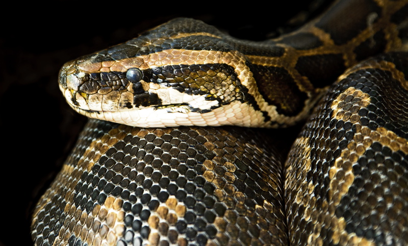 nature, brown, animal eye, animals in the wild, serpent, animal markings, scale, animal, photo, close, animal head, boa, vertebrate, reptile, danger, black background