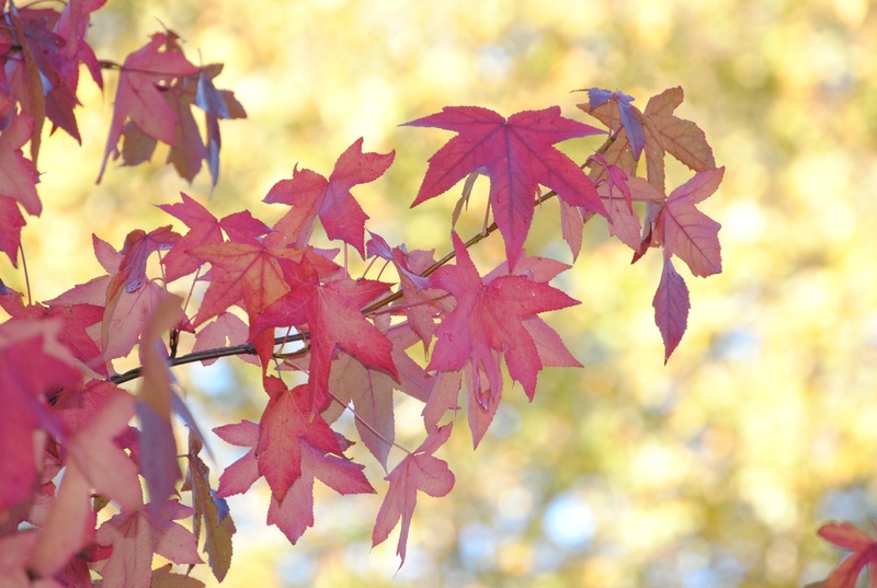 outdoors, plant, plant part, vulnerability, leaves, close-up, nature, cristina enea, day, beauty in nature, landscape, leaf, plants, maple tree, no people