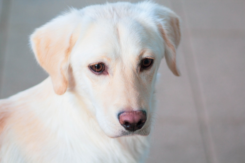 looking, animal, mammal, breed, vertebrate, labrador retriever, retriever, purebred, domestic, day, animal body part, 5K, pets, focus on foreground, no people