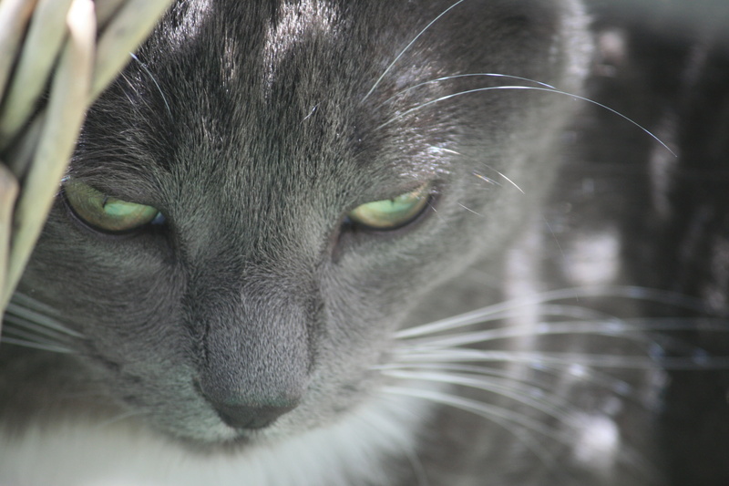 one animal, close, gray, animal, animal body part, eye, feline, cat, animal nose, close-up, focus on foreground, animal themes, snout, downwards, cat face