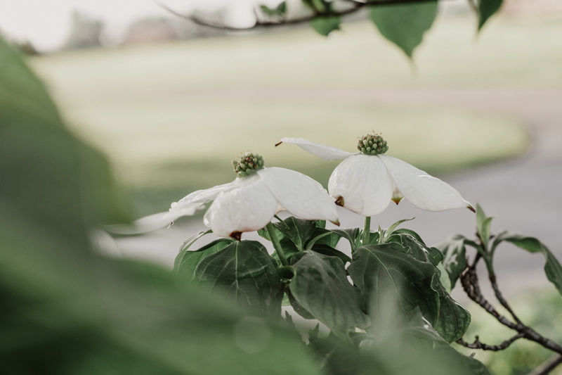 5K, inflorescence, outdoors, fragility, vulnerability, plant, beauty in nature, selective focus, flower head, no people, good vibes, petal, leaf, freshness