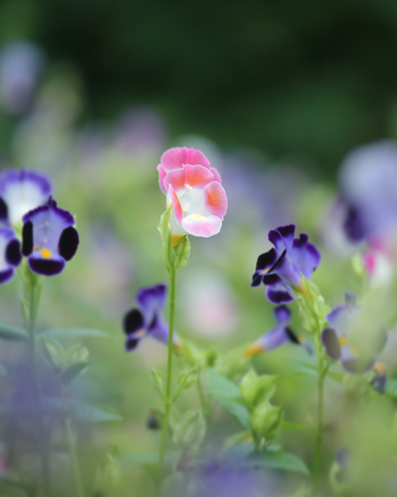 photo by deepika bibin, photo by me, fragility, inflorescence, vibes, 2K, selective focus, flower, day, vulnerability, purple, flower head, freshness