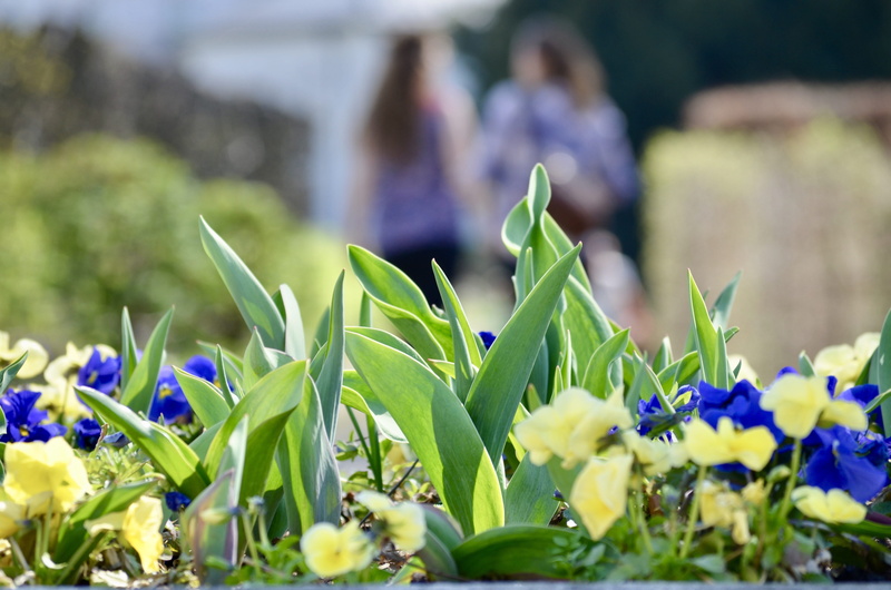 sunny, spring, growth, focus on foreground, good vibes, plant part, close-up, flower, field, freshness, daisies, day, flower arrangement, flowering plant