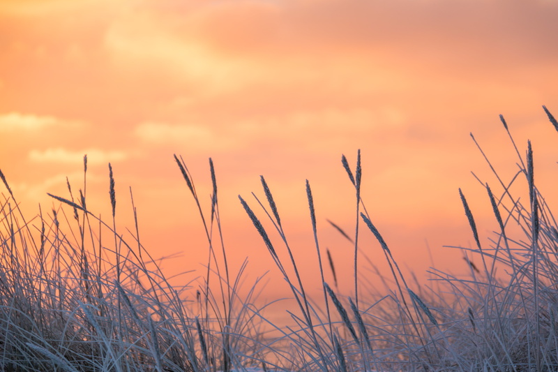 frost, rime, focus, summer, meadow, photo, Frosty, cold, sunset, sunrise, 5K, winter, wheat, plant, vinter, nature, wheat plant, grass, outdoors
