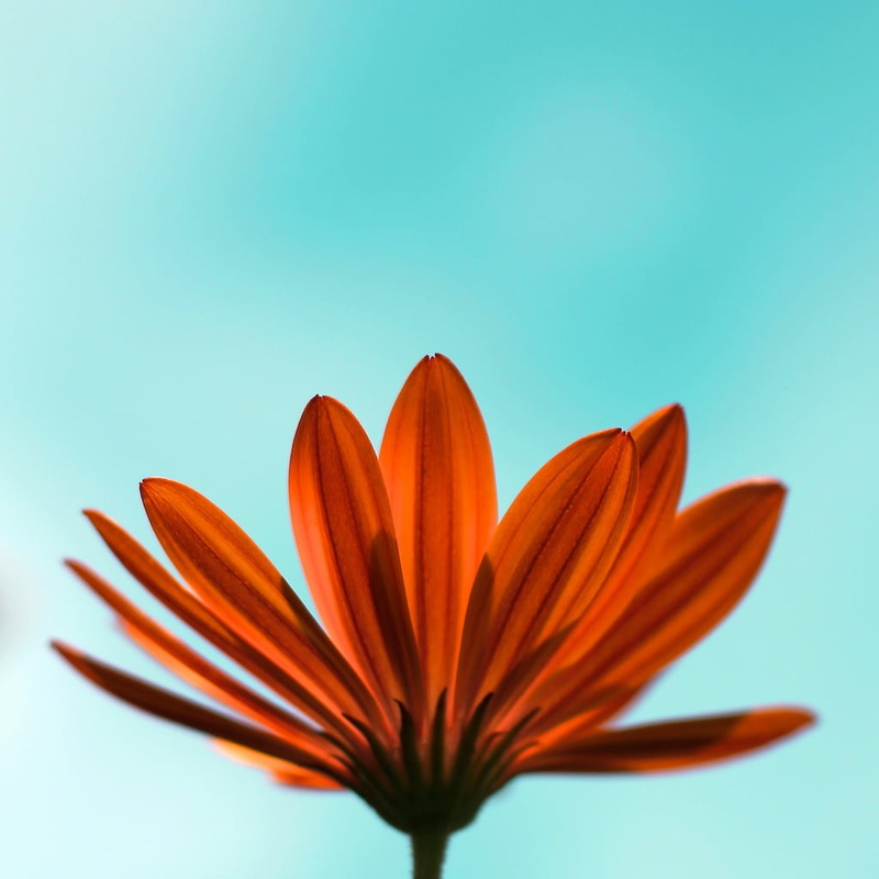 me  my, closeup photography, gear, Daisy, 480P, premium, Flower, petal, yellow, close-up, plant, orange, nature, II, closeup, photography, beauty In Nature
