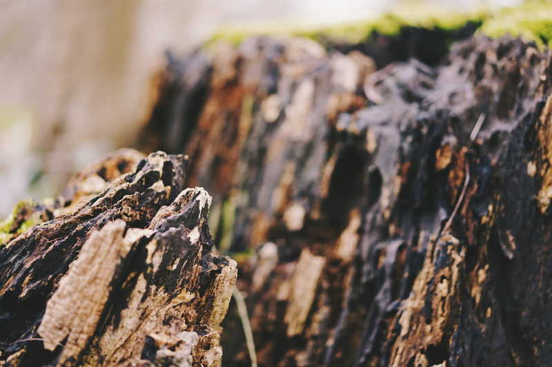 plant, 5K, rock formation, outdoors, day, tree trunk, rock - object, texture, bark, focus on foreground, moss, united kingdom, solid, ridges
