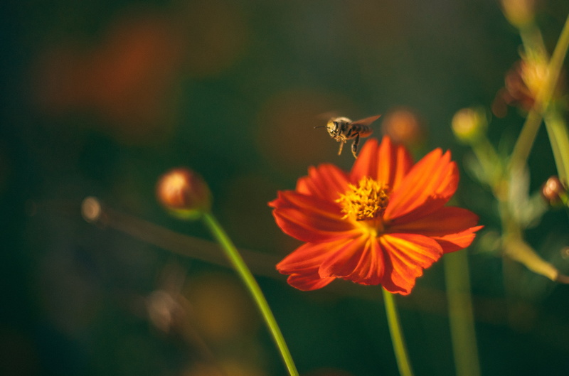vintage, flower, russian, shallow, sorin, springtime, nature, Helios, yellow, plant, bee, insect, 4K, shallow focus, M42, red, romania, zenit, summer