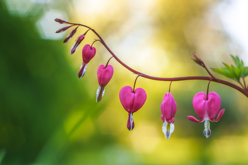 springtime, plant, M42, petal, flower Head, 4K, Bleeding heart, focus, pink Color, string, f/1.8, selective, photography, selective focus, beauty In Nature