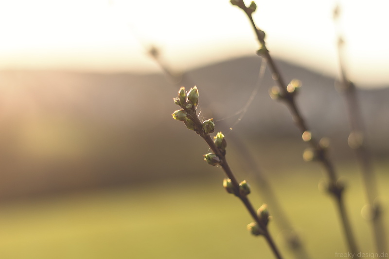 natur, photography, nice, mellow, petaled, depth, pegnitz, licht, amazing, light, bokeh, flower, buds, smooth, close-up, green, canon, outdoors, beautiful