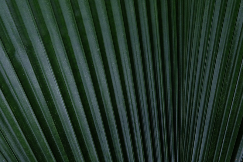 textured, plant part, palm leaf, tropical climate, palm, palm tree, leaf, welkid room, fanpalm, no people, green color, natural pattern, plant, beauty in nature