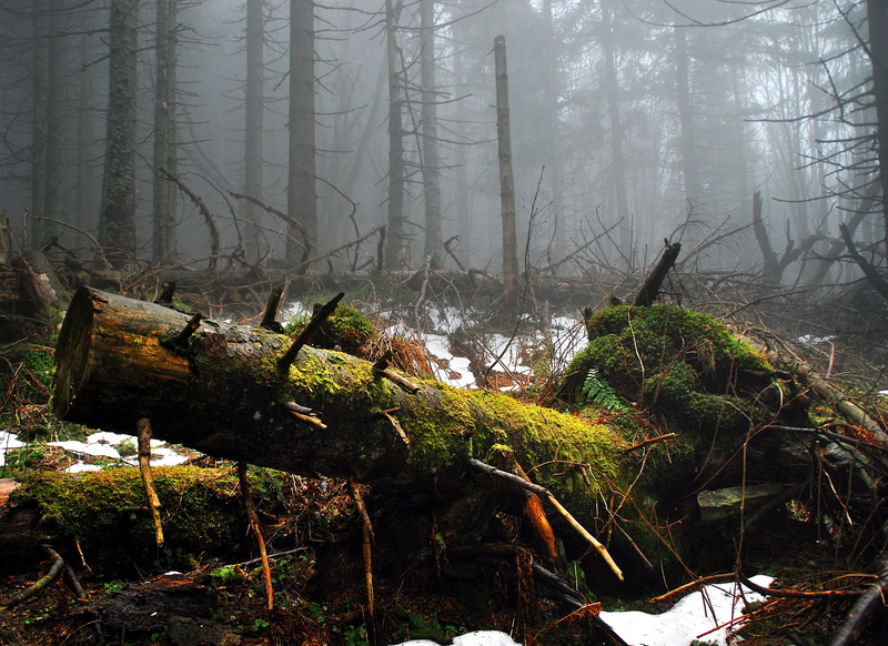 2K, foggy, tranquility, woodland, spiky plants, environment, scenery, outdoors, the fog, moss, deforestation, fog, lets go, beskids, scenics - nature
