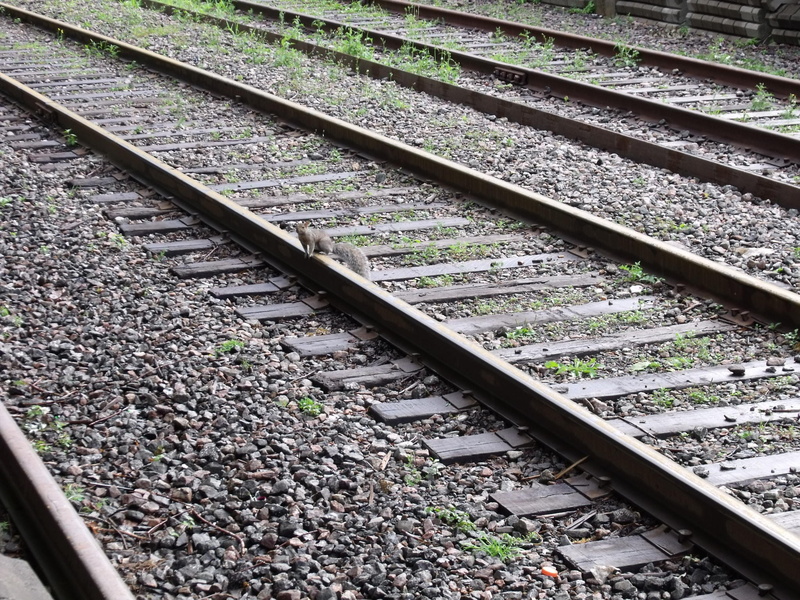 travel, platform, metal, parallel, day, public transportation, railroad track, rail transportation, gravel, high angle view, squirrel, nature, outdoors