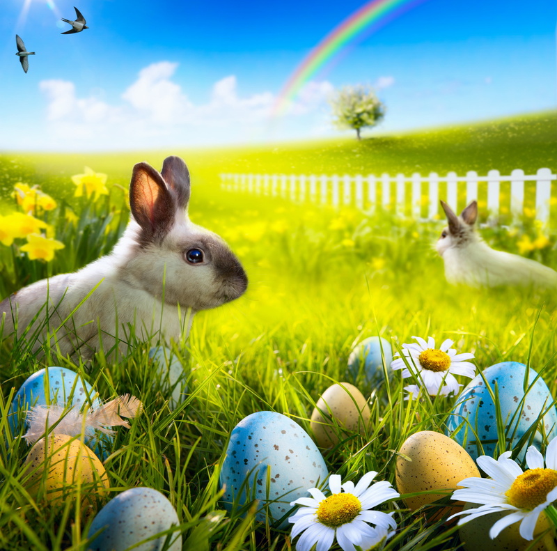 bunny, grass, white, yellow, celebration, Easter, animal themes, no People, rabbit, outdoors, cute, beauty In Nature, summer, sunshine, farm, mammal, vertebrate