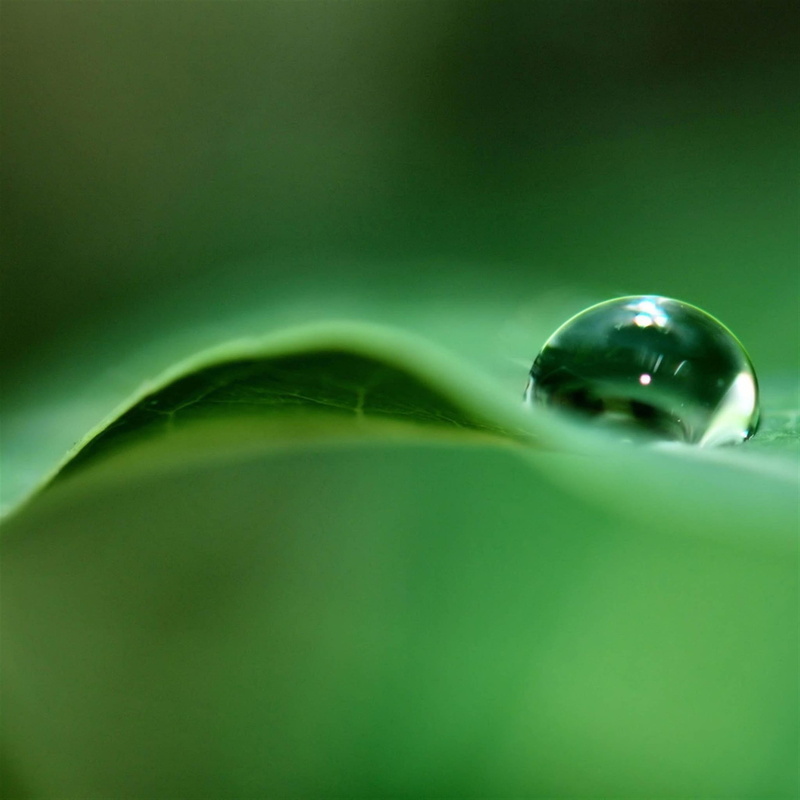 hoja, gota, agua, 2K, naturaleza, verde