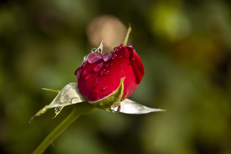 close-up, capullo, drop, vulnerability, freshness, red, nature, rose, button, raindrops, no people, 2K, flower head, growth, ripe, rosebud, fruit, focus on foreground