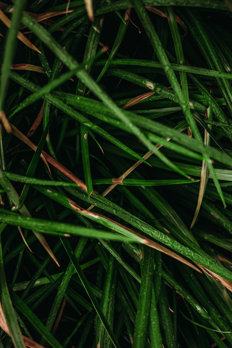 no people, beauty in nature, agropyron, 4K, grass, growth, chuva, gotas, land, drops, plant part, water, outdoors, green color, lawn, leaf, vegetação