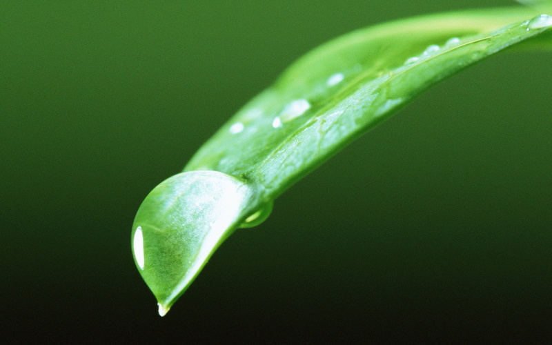 agua, gota, hoja, punta, 1080P, naturaleza