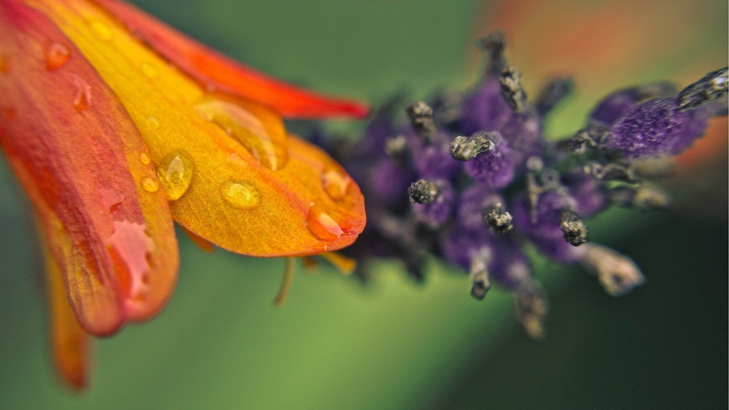 petalo, gota, 2K, agua, flores