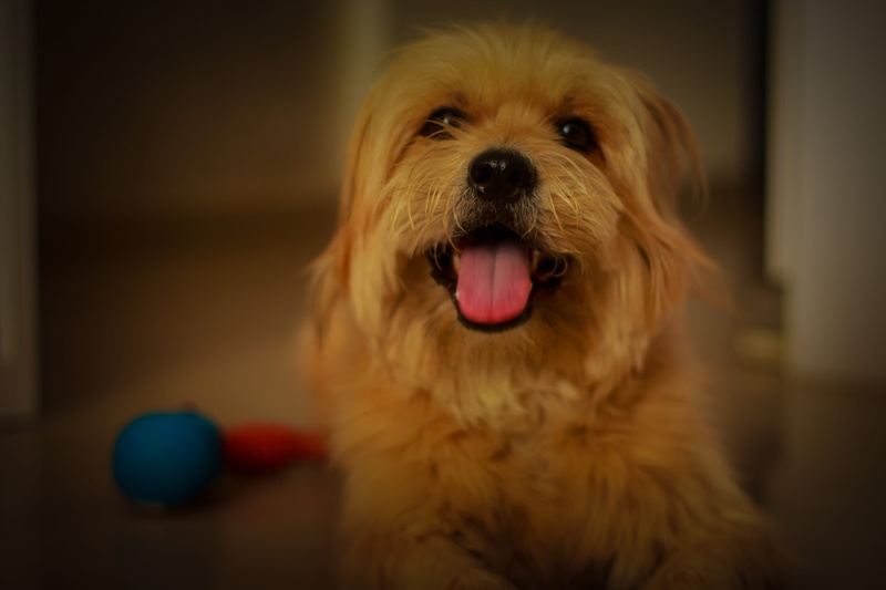 domestic animals, portrait, focus on foreground, lip, animal hair, animal body part, java, domestic, animal mouth, puppy, strap, tongue out, animal themes