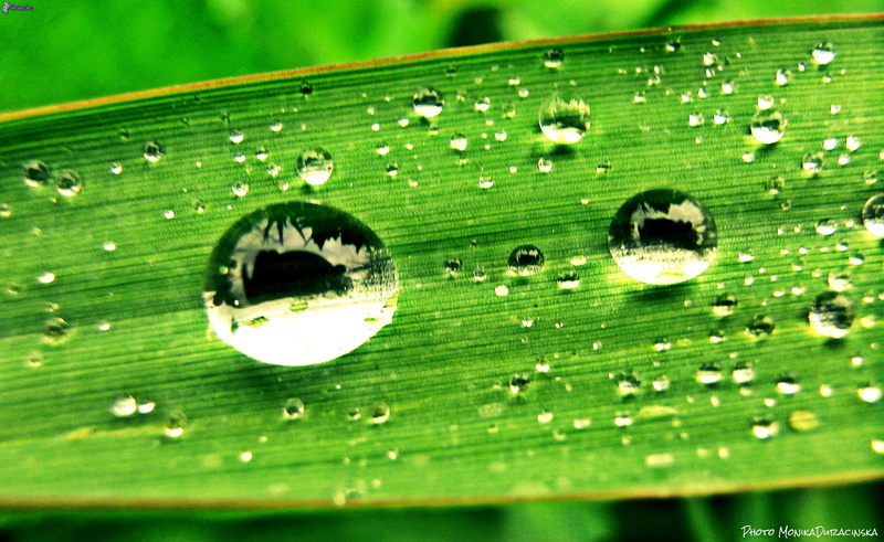 gotas, rocio, agua, naturaleza, hoja, 4K
