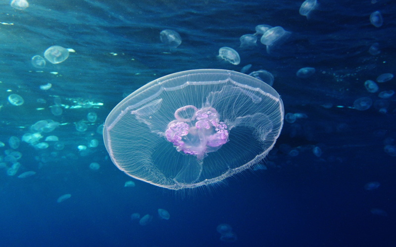 4K, no people, jellyfish, invertebrate, animal themes, water, sea life, blue, marine, sea, swimming, world, one animal, animal, desktop, underwater, animals in the wild