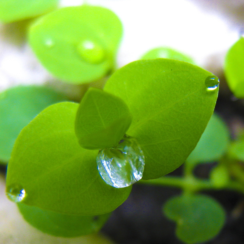 gota, Colombia, nature, 1080P, green, leaf, close up photography, a650, macro, villa, green leaf, natural, antioquia, water  drop, plant, close, photography