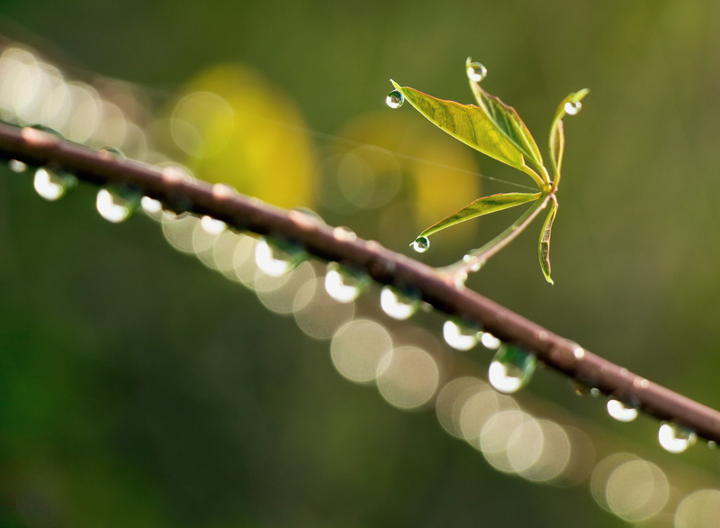 nass, dew, focus, plant, close-up, 4K, green Color, drops, wet, web, macro, reflections, nature, shallow focus, leaves, Bokeh, drop, freshness, shallow