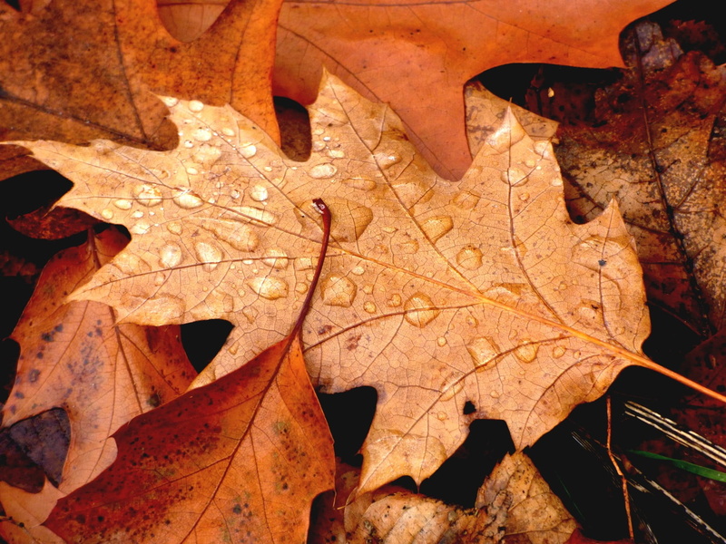 backgrounds, close-up, nature, yellow, plant, autumn, Natur, dried, leaf, Blätter, season, Laub, 720P