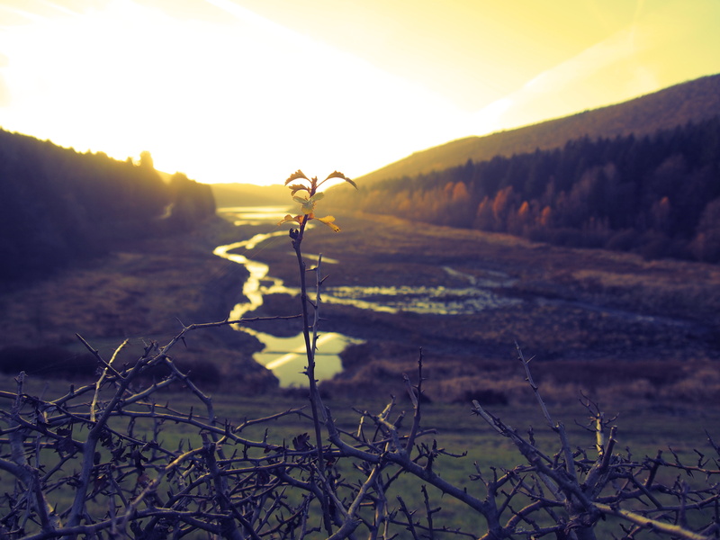 water, sport, outdoors, shallow, mountain Biking, sun, focus, harz, söse, yellow, landscape, 4K, sunlight, thorns, adventure, morning, leaves, branch