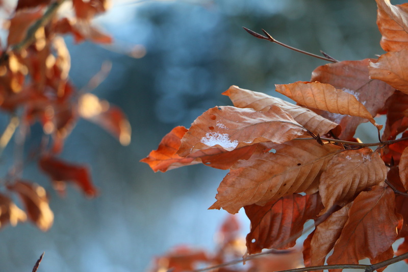 eifel, blatt, 5K, nature, forest, vulnerability, plant part, outdoors, natural condition, freshness, germany, day, orange color, leaf, beauty in nature