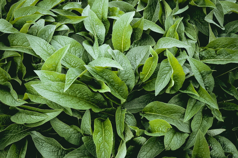 full frame, green color, field, no people, wet, fresh, backgrounds, plants, 5K, close-up, plant, life, leaves, freshness, meadow, outdoors, high angle view