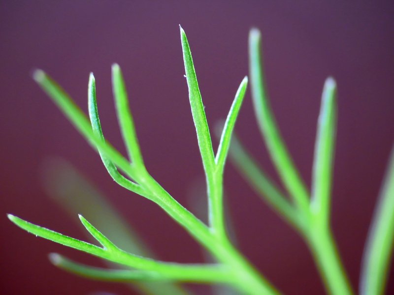 Fennel, lila, blatt, fz50, 2K, leaf, Foeniculum vulgare, makro, detail, macro, plant, purple, vegetable, panasonic, green, selective, green plant, focus