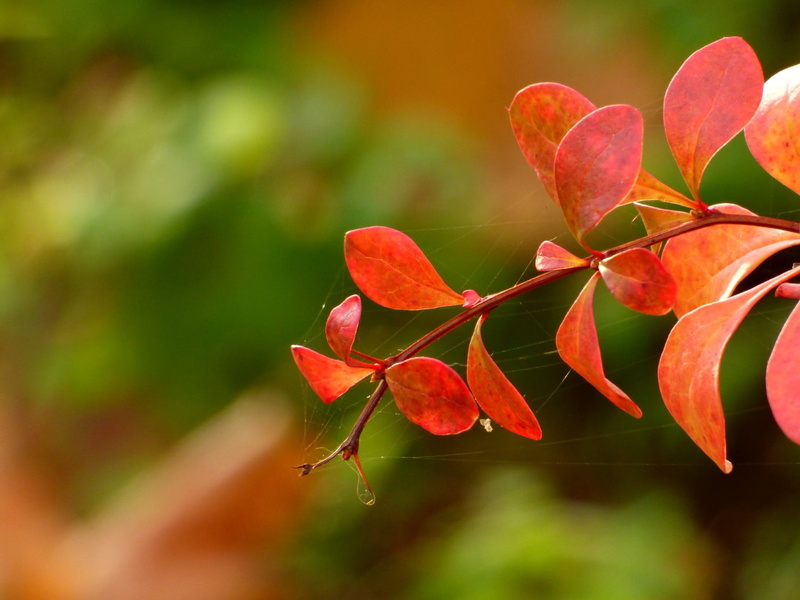 nature, tree, close-up, Autumn, 720P, season, plant, opaque, spider, leaf, web, spider web, red, Blätter, yellow, forest, outdoors, branch