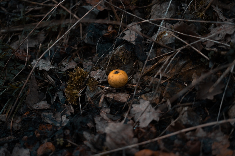selective focus, tree, animal, robin, one animal, high angle view, nature, plant, leafs, close-up, animals in the wild, animal themes, food, feeling, yellow