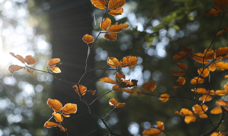 beauty in nature, herbst, no people, leaves, orange, day, outdoors, bunt, tranquility, focus on foreground, low angle view, branch, wald, 5K, sun, reutlingen