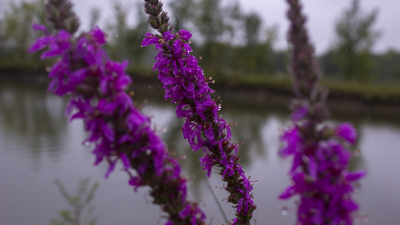lavender, botany, water, outdoors, no people, vulnerability, blossom, close-up, flower, purple, springtime, tree, rain, plant, flowering plant, freshness