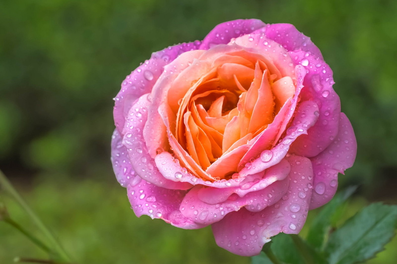 flower head, plants, macro, no people, flowering plant, pink color, close-up, petal, drop, rose - flower, outdoors, freshness, growth, purple, springtime