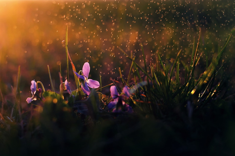 flowers, flower, morning, rain, 1080P, petaled, purple