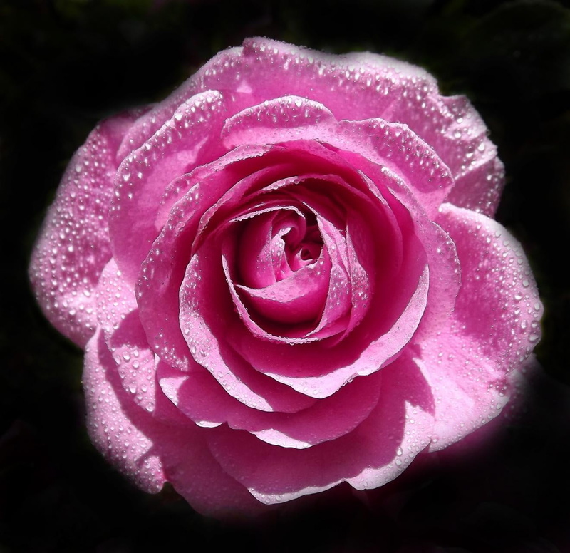 fragility, nature, flower head, freshness, close-up, happy, dew, water, growth, textile, plant, love, drop, 720P, flower, white, wet, flowering plant