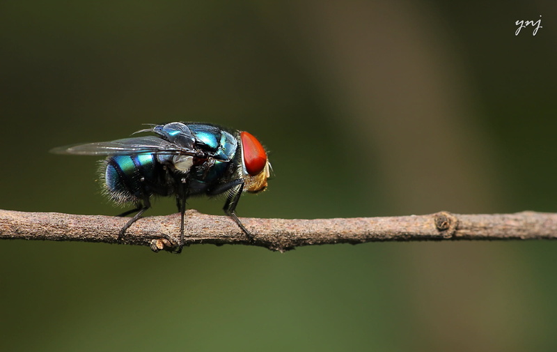 animal, macro photography, brown, dcr, photography, close-up, stick, macro, blue, fly, macro-photography, bee  Fly, perched, nature, 1080P, insect, bottlefly