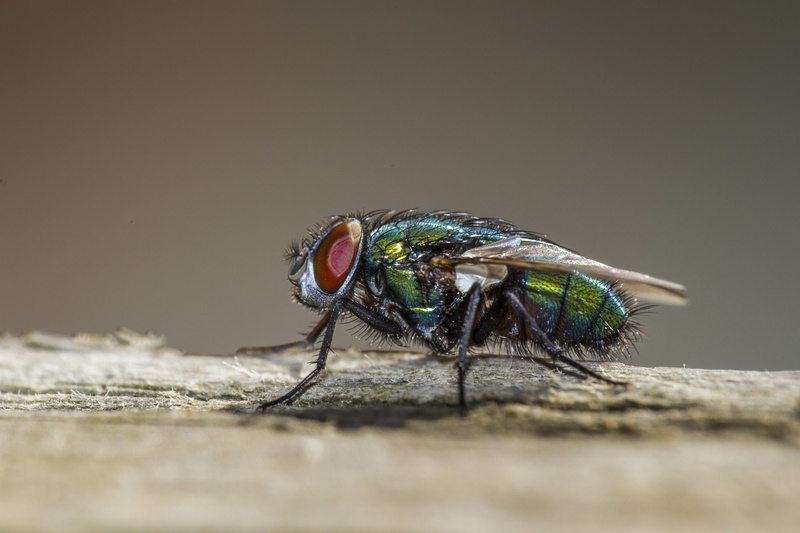 USM, Diopter, Peterborough, macro photography, sericata, lucilia, Manic, f/2, photography, wildlife, Outdoors, UK, Valentine, Fly, DCR, macro, bottlefly