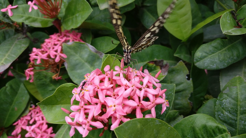 petal, beauty in nature, vulnerability, green color, lilac, animal wildlife, india, leaf, flowering plant, insect, fragility, pollination, no people, pink color