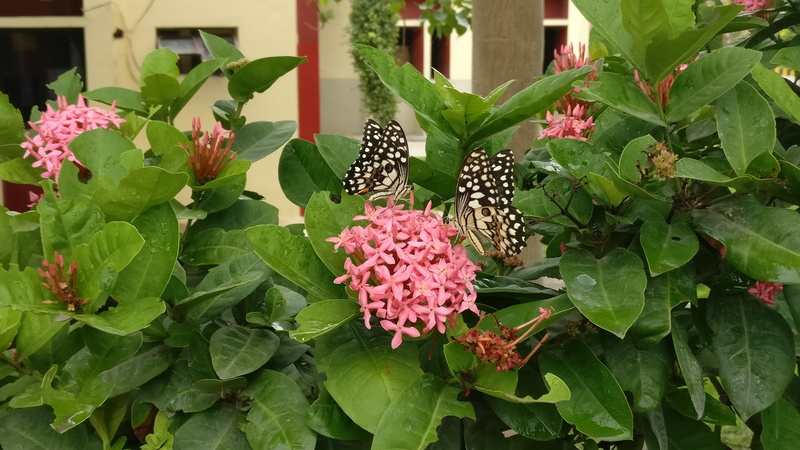 no people, plant, green color, lilac, flower, leaf, flowering plant, pollination, beauty in nature, close-up, andhra pradesh, butterfly - insect, inflorescence