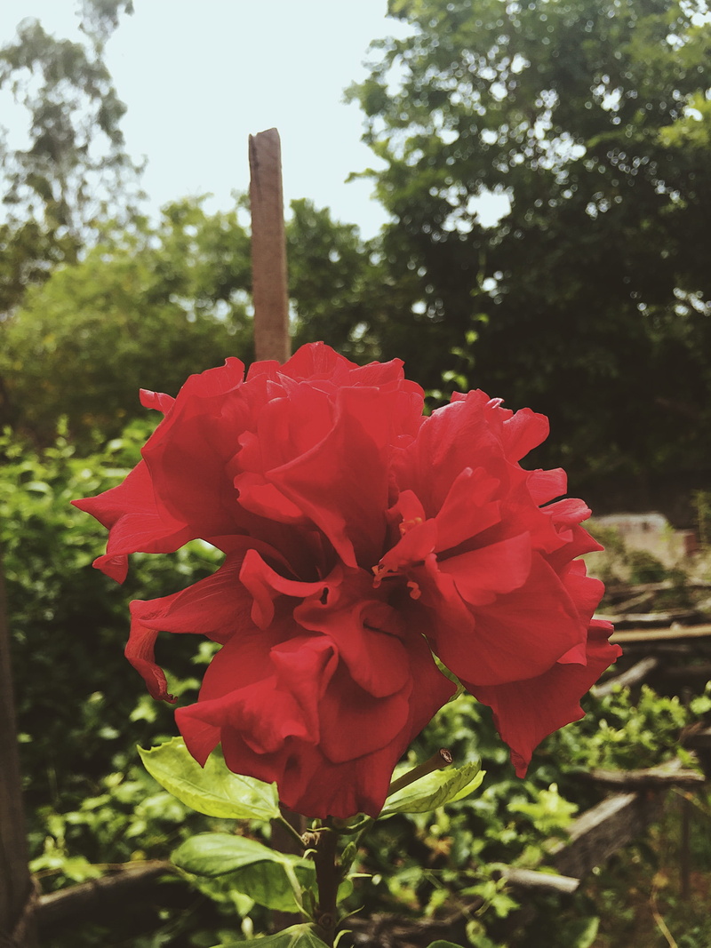 india, sunlight, petal, plant, rose, close-up, flower, outdoors, day, red, beauty in nature, focus on foreground, pollen, vulnerability, fragility, freshness