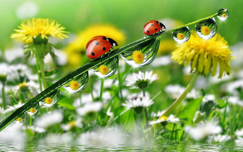 morning, ladybug, desktop, grass, mobile, hd, yellow, dew, water, flowers, phones, meadow, drops, tablet, dandelion, pc, 1080P
