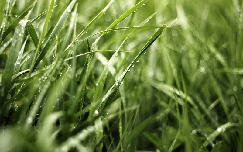 bright, macro, shot, plants, backgrounds, rain, green Color, sunlight, 1080P, wheatgrass, season, leaf, full frame, time, day, lawn, vibrant Color, growth
