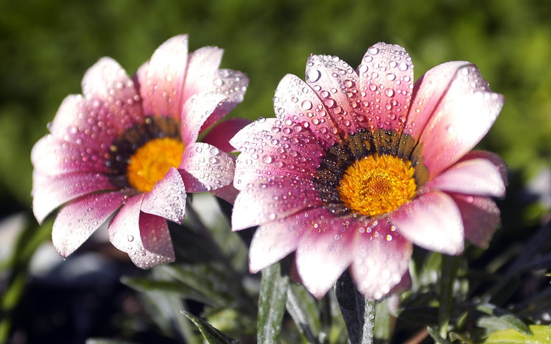 2K, dew, flowers, morning