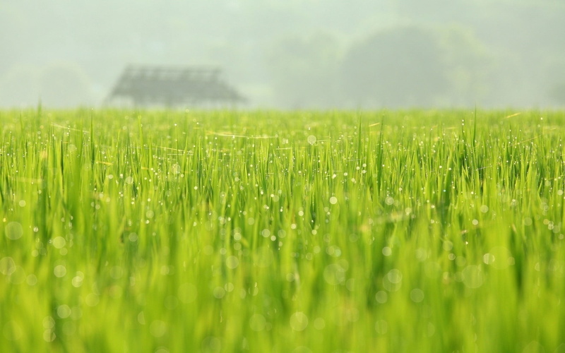 crop, wet, field, rice Paddy, cereal Plant, no People, 1080P, nature, green, plant, farm, backgrounds, scenics, outdoors, landscaped, season, landscape